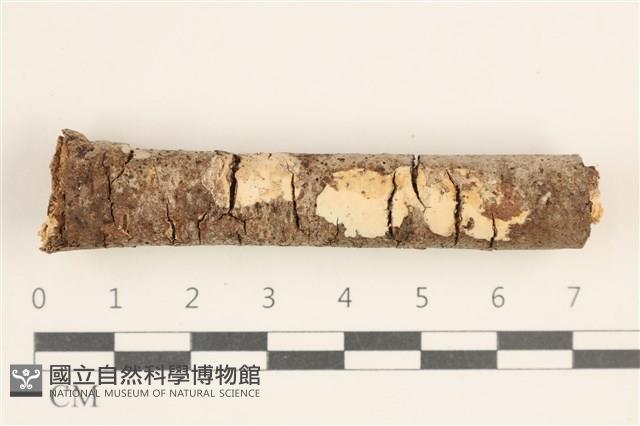 登錄號:F0038554藏品圖，第1張