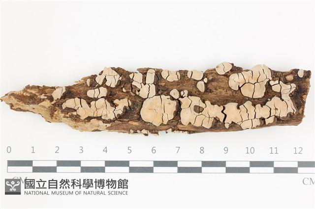 登錄號:F0036554藏品圖，第1張