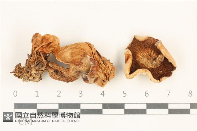 登錄號:F0037554藏品圖，第1張