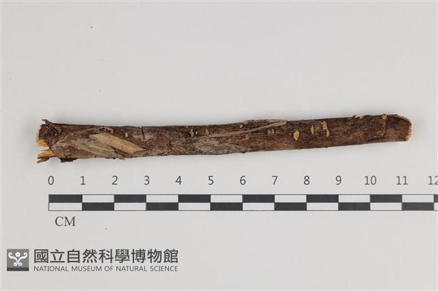 登錄號:F0035554藏品圖，第1張