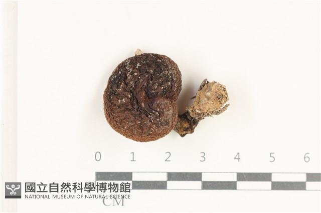 登錄號:F0038154藏品圖，第1張