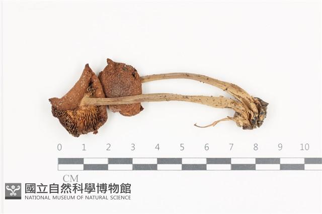 登錄號:F0036154藏品圖，第1張