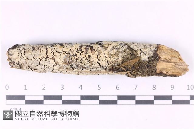 登錄號:F0031154藏品圖，第1張