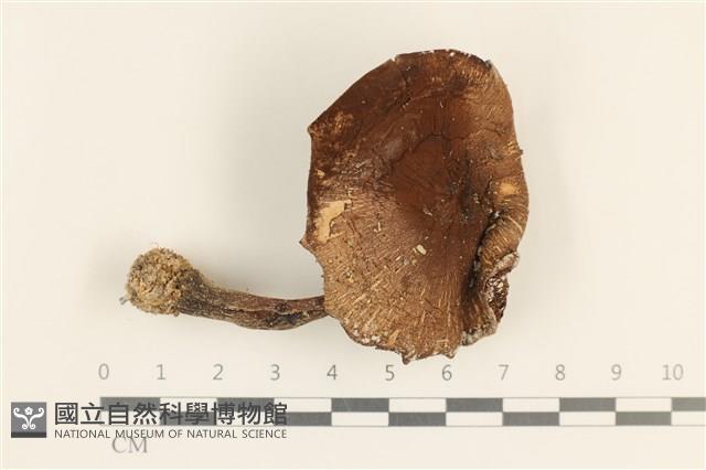 登錄號:F0037154藏品圖，第1張