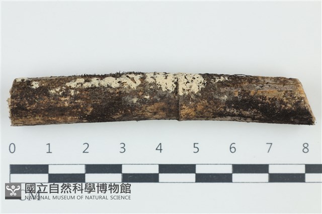 登錄號:F0039154藏品圖，第1張