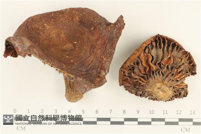 登錄號:F0038054藏品圖，第1張