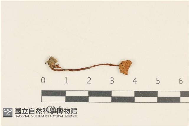 登錄號:F0037054藏品圖，第1張