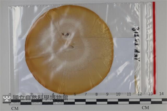 登錄號:F0035054藏品圖，第1張