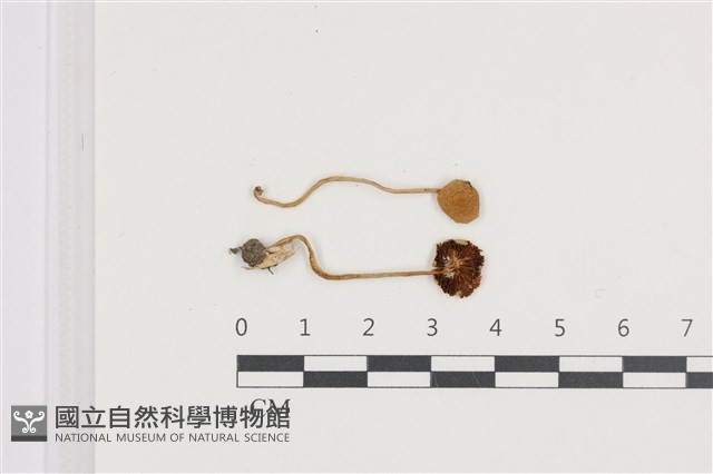 變色糞傘藏品圖，第1張