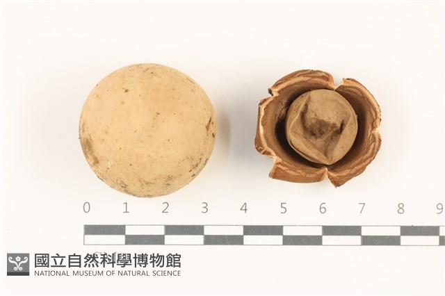 登錄號:F0037354藏品圖，第1張