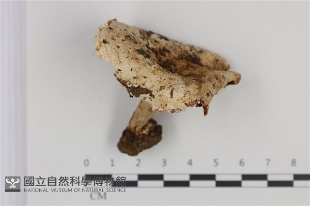 紅菇屬藏品圖，第1張