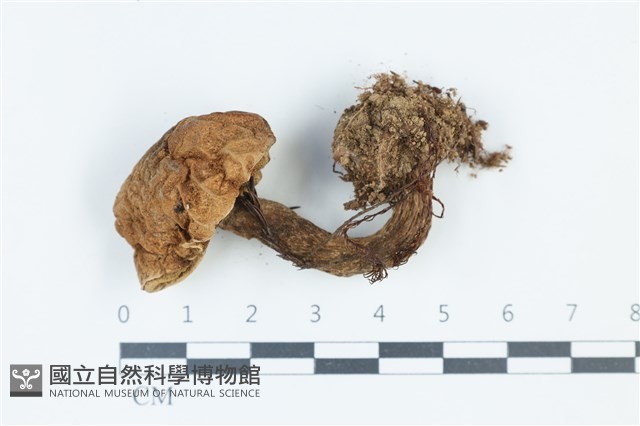 登錄號:F0039354藏品圖，第1張