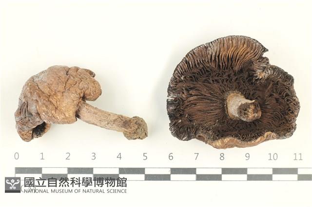 登錄號:F0038244藏品圖，第1張