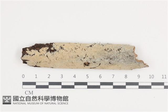 登錄號:F0036244藏品圖，第1張