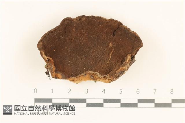 登錄號:F0018844藏品圖，第1張