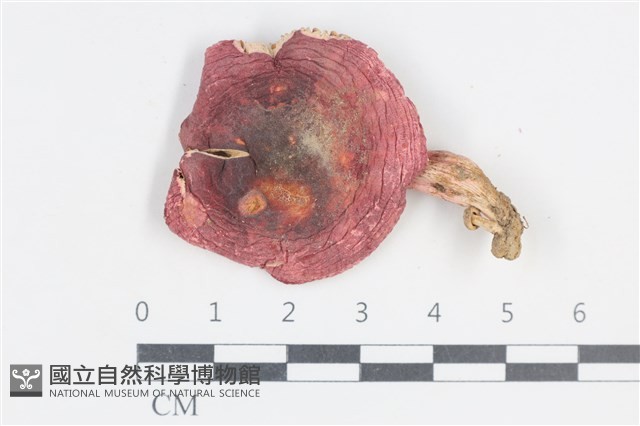 登錄號:F0038844藏品圖，第1張