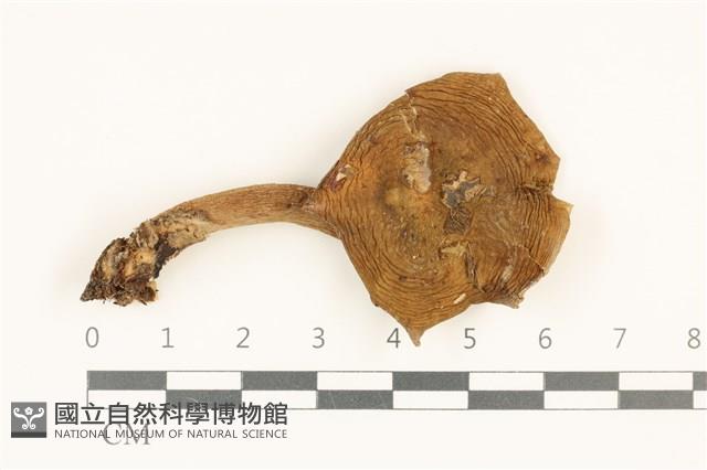 登錄號:F0036844藏品圖，第1張