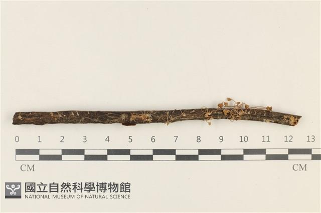 登錄號:F0037844藏品圖，第1張