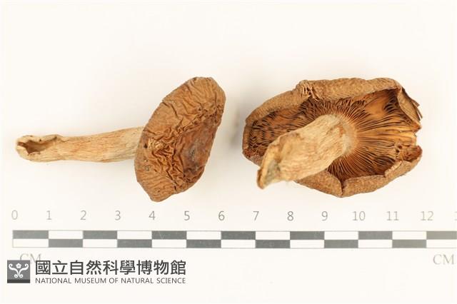 登錄號:F0036944藏品圖，第1張
