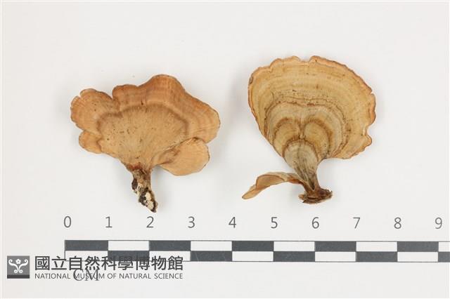 蠔韌革菌藏品圖，第1張