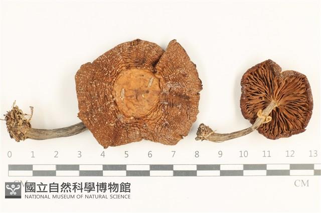 登錄號:F0037644藏品圖，第1張