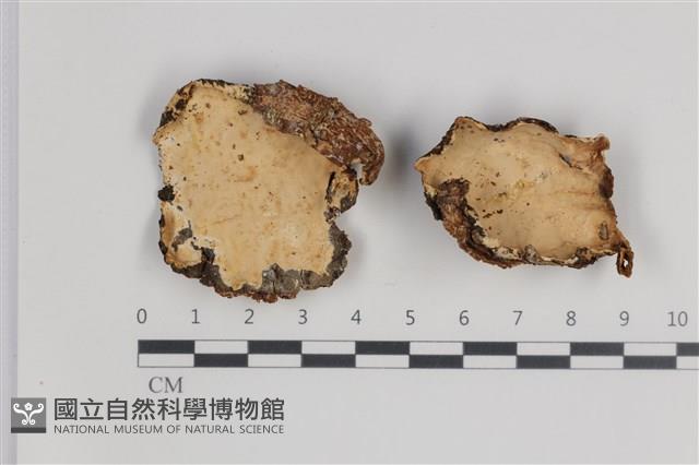 登錄號:F0035644藏品圖，第1張
