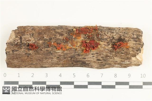 登錄號:F0038444藏品圖，第1張