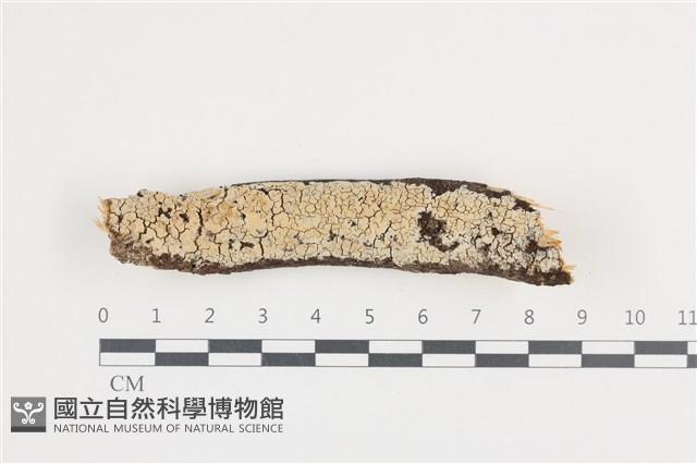 齒耳菌屬藏品圖，第1張