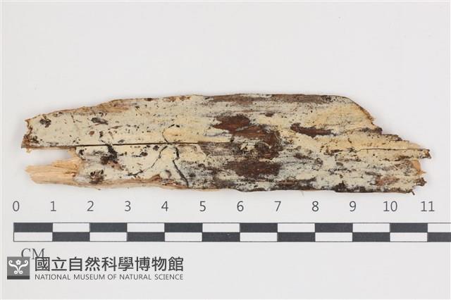 登錄號:F0035444藏品圖，第1張