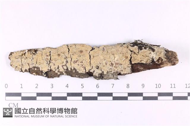 登錄號:F0028744藏品圖，第1張