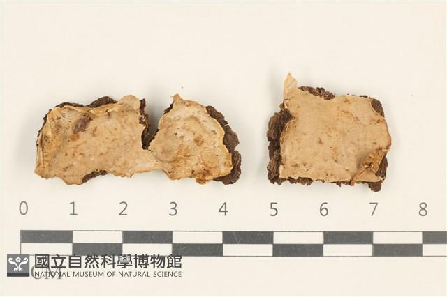 刺皮菌屬藏品圖，第1張