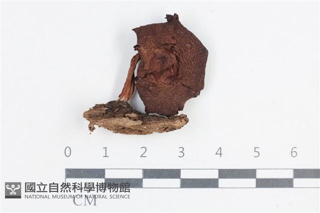 登錄號:F0038744藏品圖，第1張