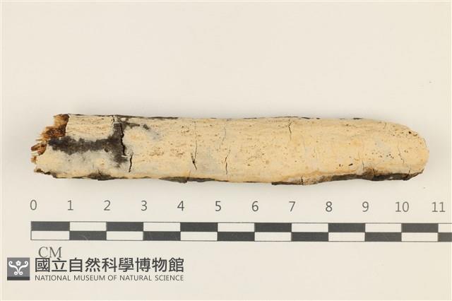 館號:F0036744藏品圖，第1張