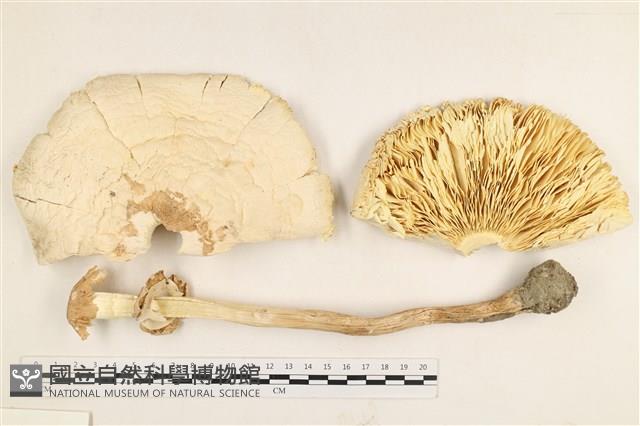 登錄號:F0037744藏品圖，第1張