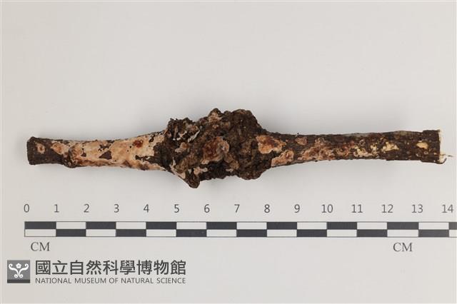 登錄號:F0035744藏品圖，第1張