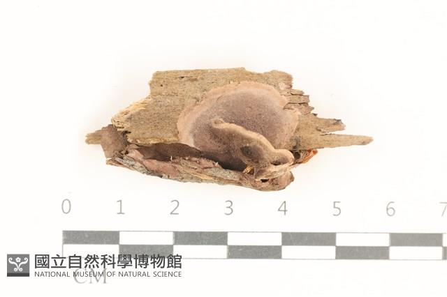 登錄號:F0038544藏品圖，第1張