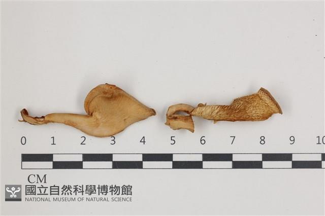 登錄號:F0036544藏品圖，第1張