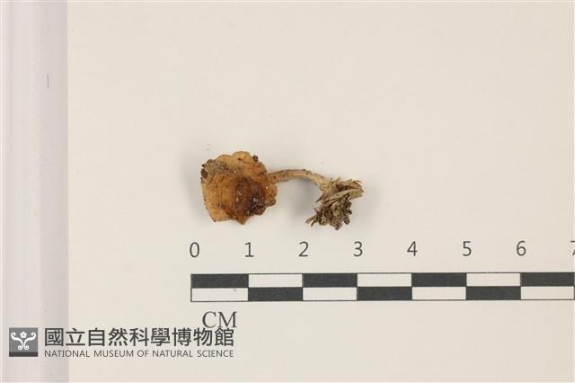 登錄號:F0037544藏品圖，第1張