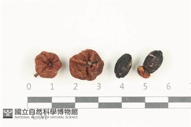 登錄號:F0038144藏品圖，第1張
