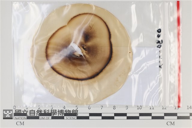 登錄號:F0035144藏品圖，第1張
