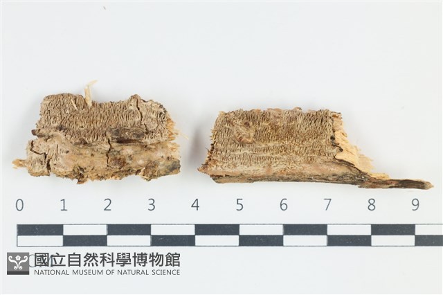 登錄號:F0039144藏品圖，第1張