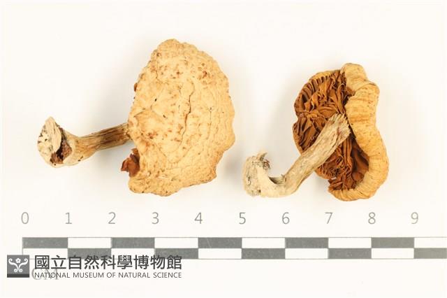 登錄號:F0038044藏品圖，第1張