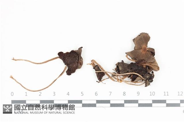 鬼傘屬藏品圖，第1張