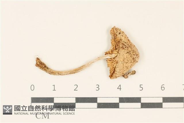 登錄號:F0037044藏品圖，第1張