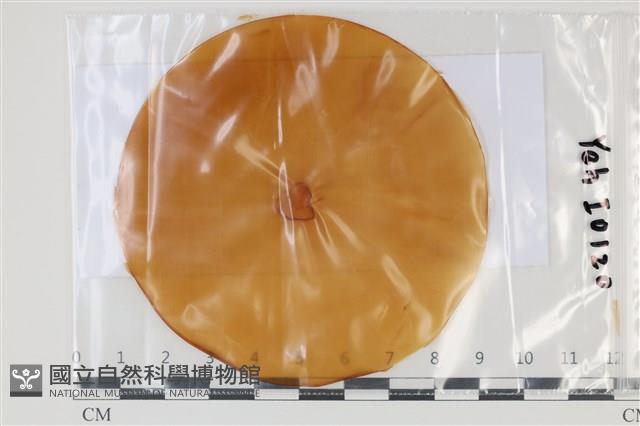 登錄號:F0035044藏品圖，第1張