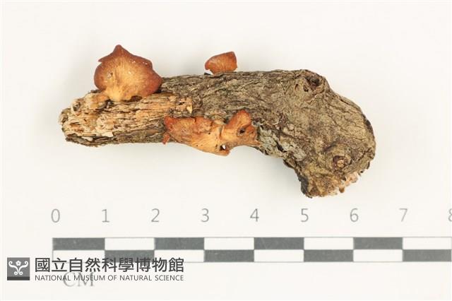 登錄號:F0038344藏品圖，第1張