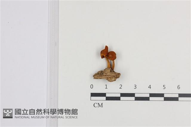 登錄號:F0036344藏品圖，第1張