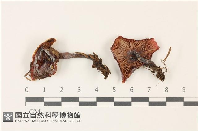 登錄號:F0037344藏品圖，第1張