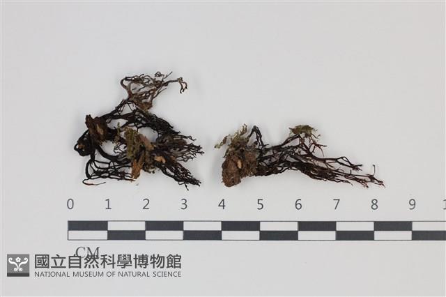 登錄號:F0035344藏品圖，第1張