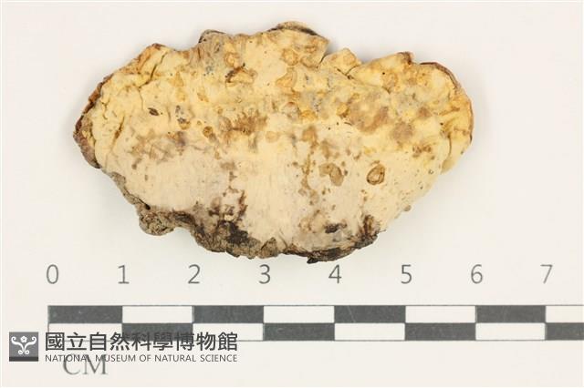 糖圓齒菌藏品圖，第1張